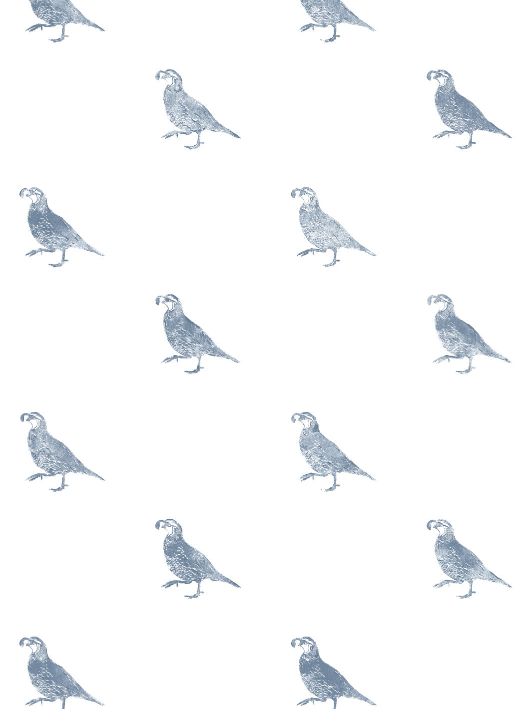 California Quail WP | NT - Blue