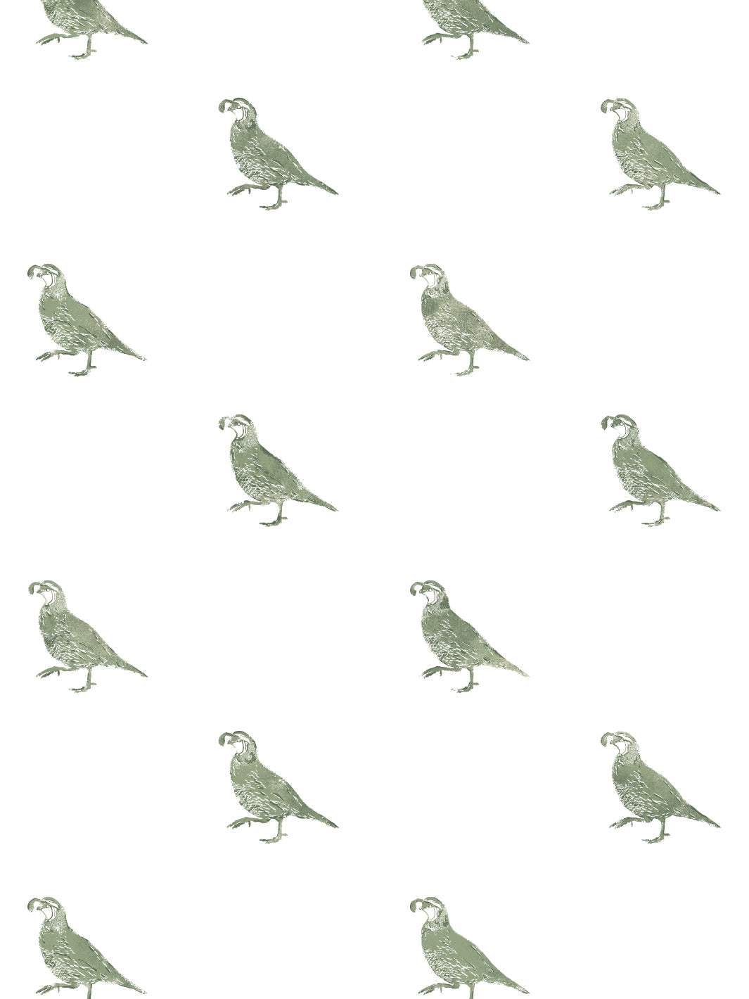 California Quail WP | NT - Green