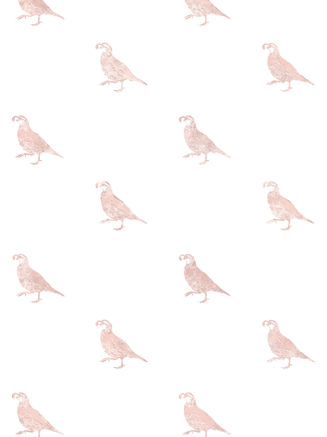 California Quail WP | NT - Pink