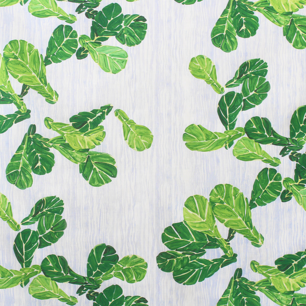 Fiddle Leaf Fig | FM - Green Mist Blue