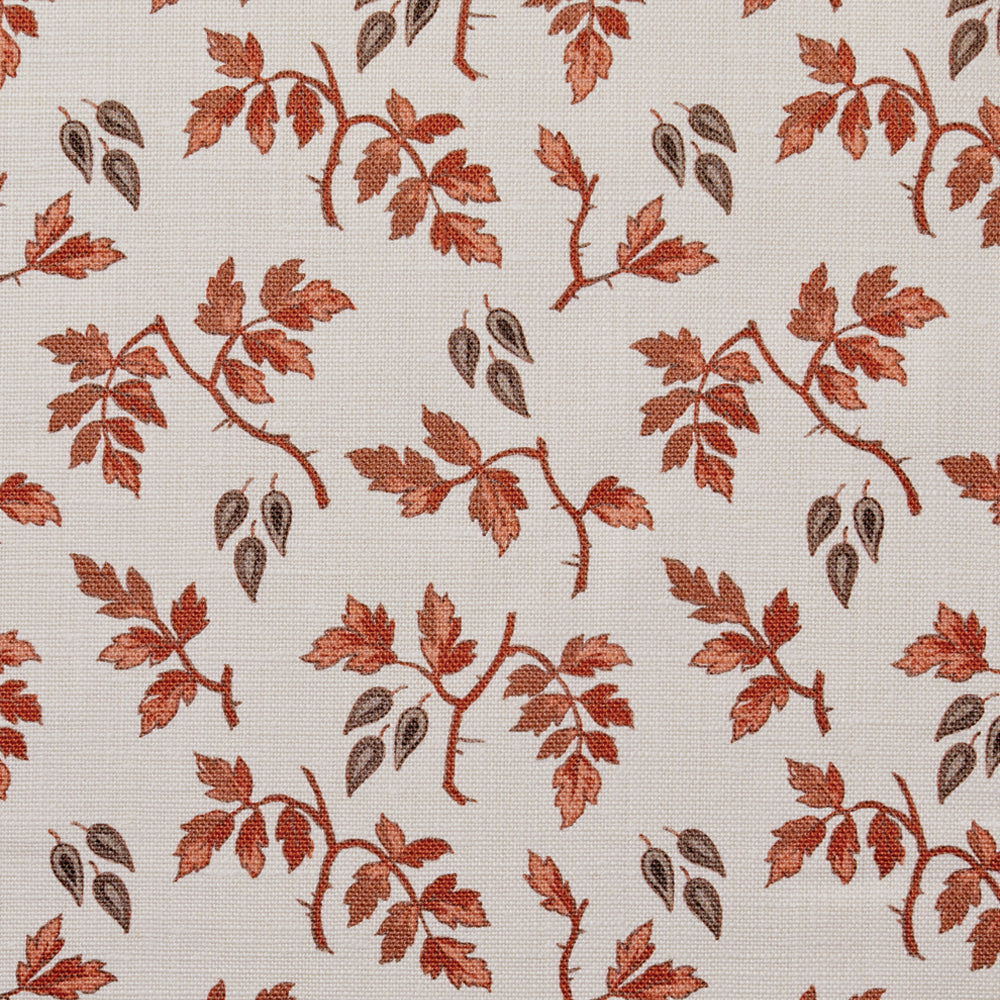 Ginger | HC - Apricot