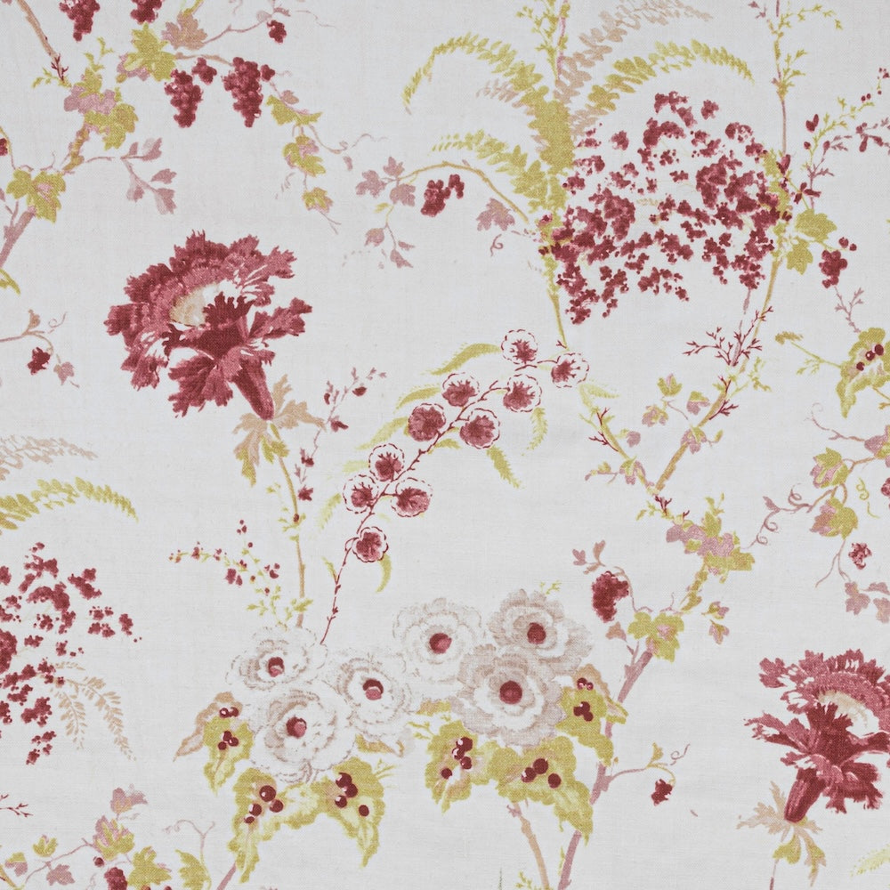 Dianthus | IN - Raspberry
