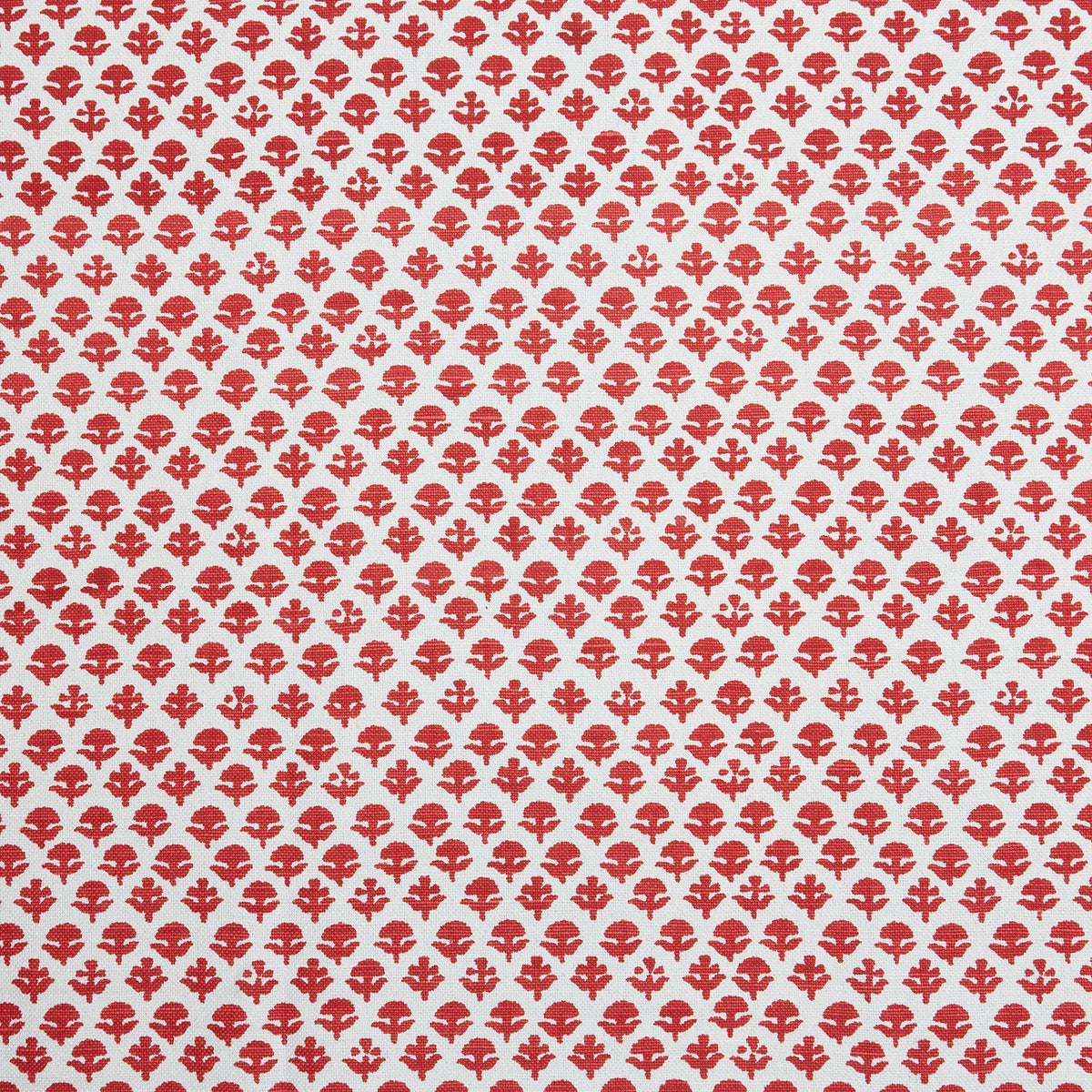 Bindi | JR - Coral