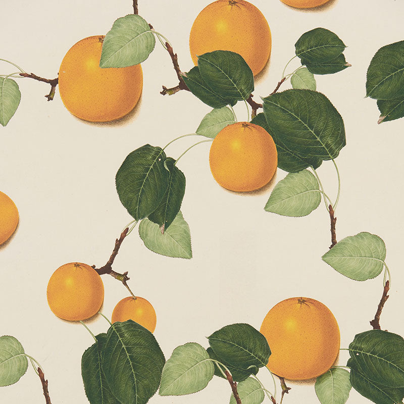 Orange & Leaves WP | JS - Orange & Leaves