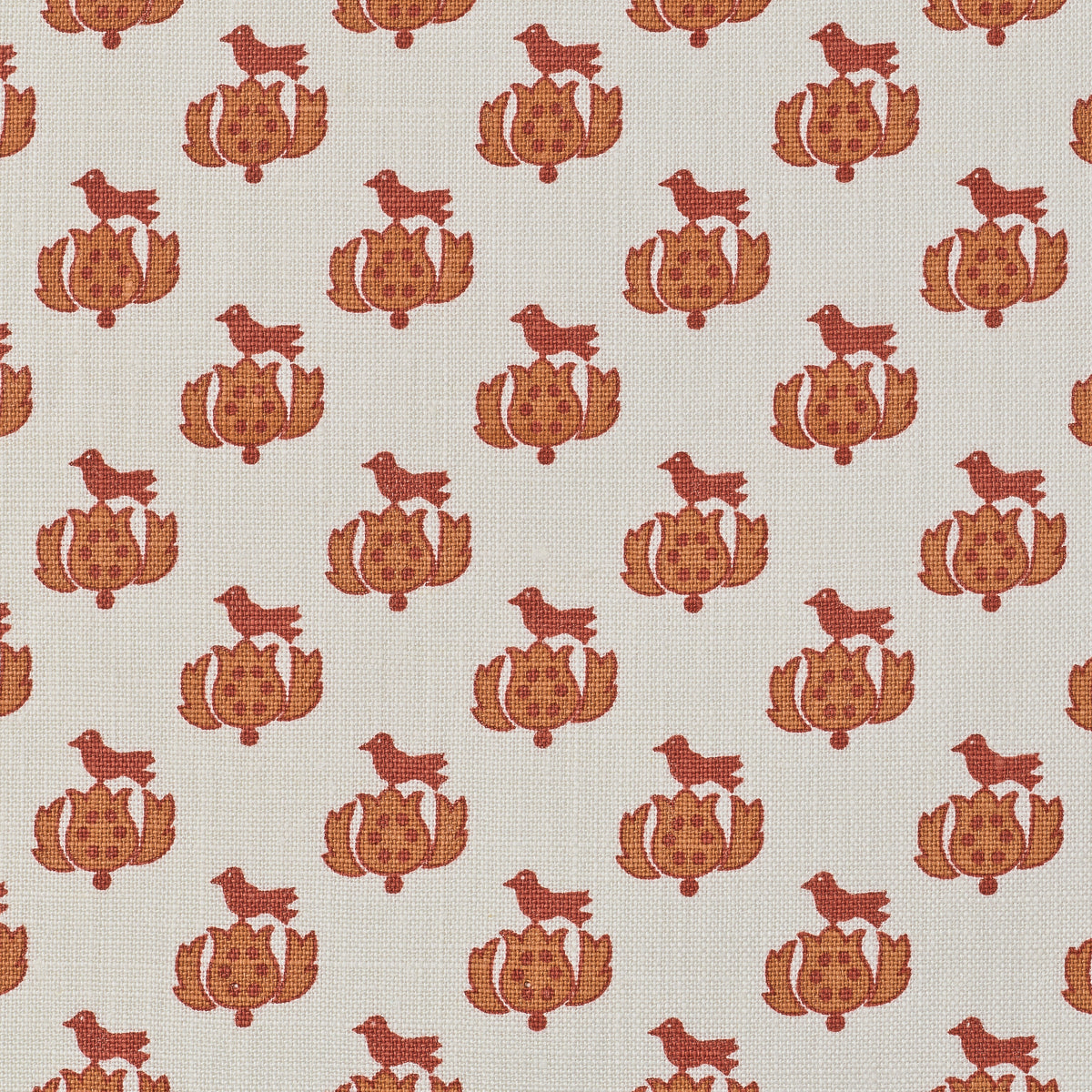Tulipe | KR - Pumpkin