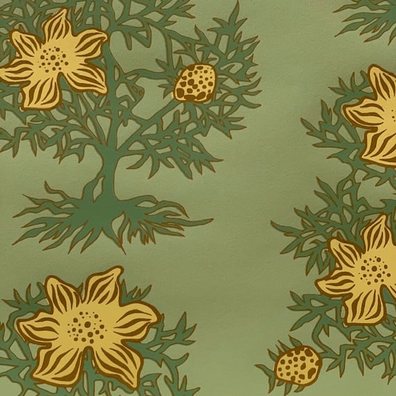 Nigella WP | KR - Finch