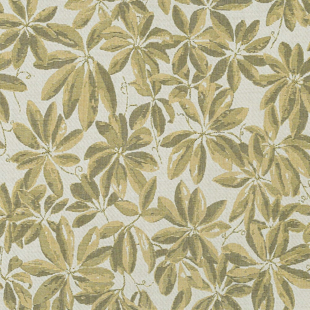 Plumeria | MCP - Lichen