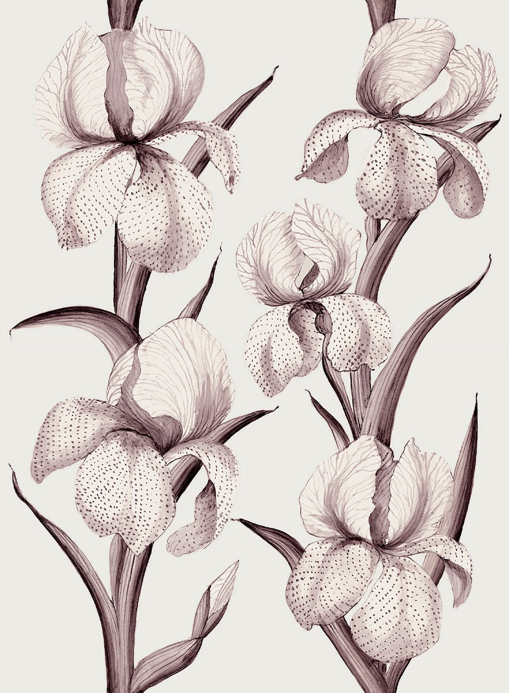 Rayures d’Iris WP | MR - Aubergine