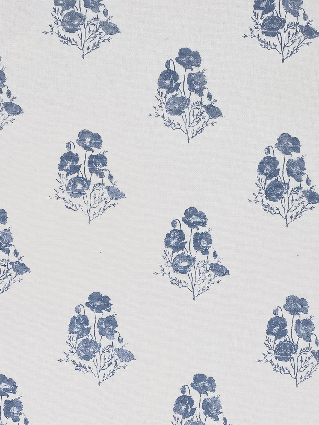 California Poppy | NT - Blue