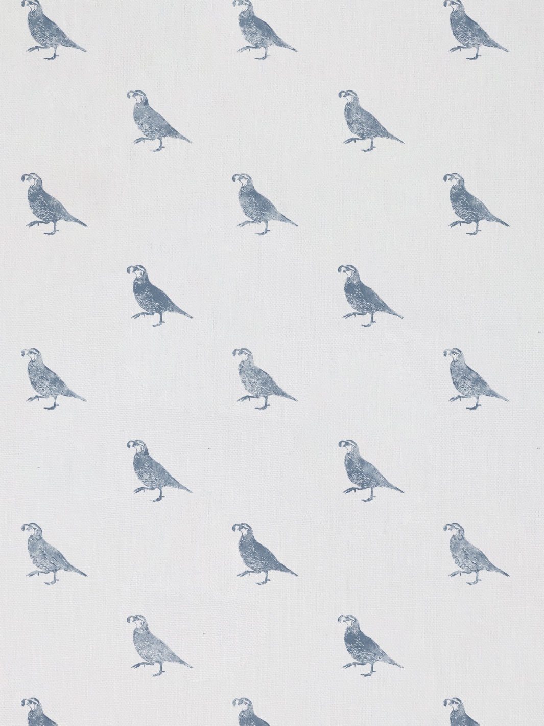 California Quail | NT - Blue