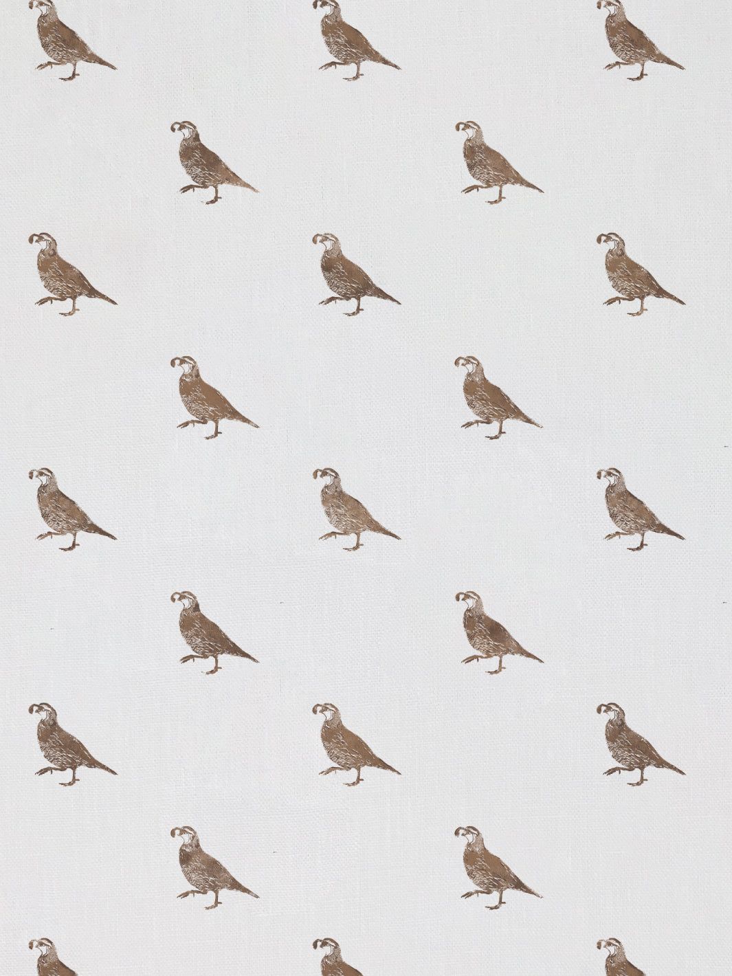 California Quail | NT - Brown