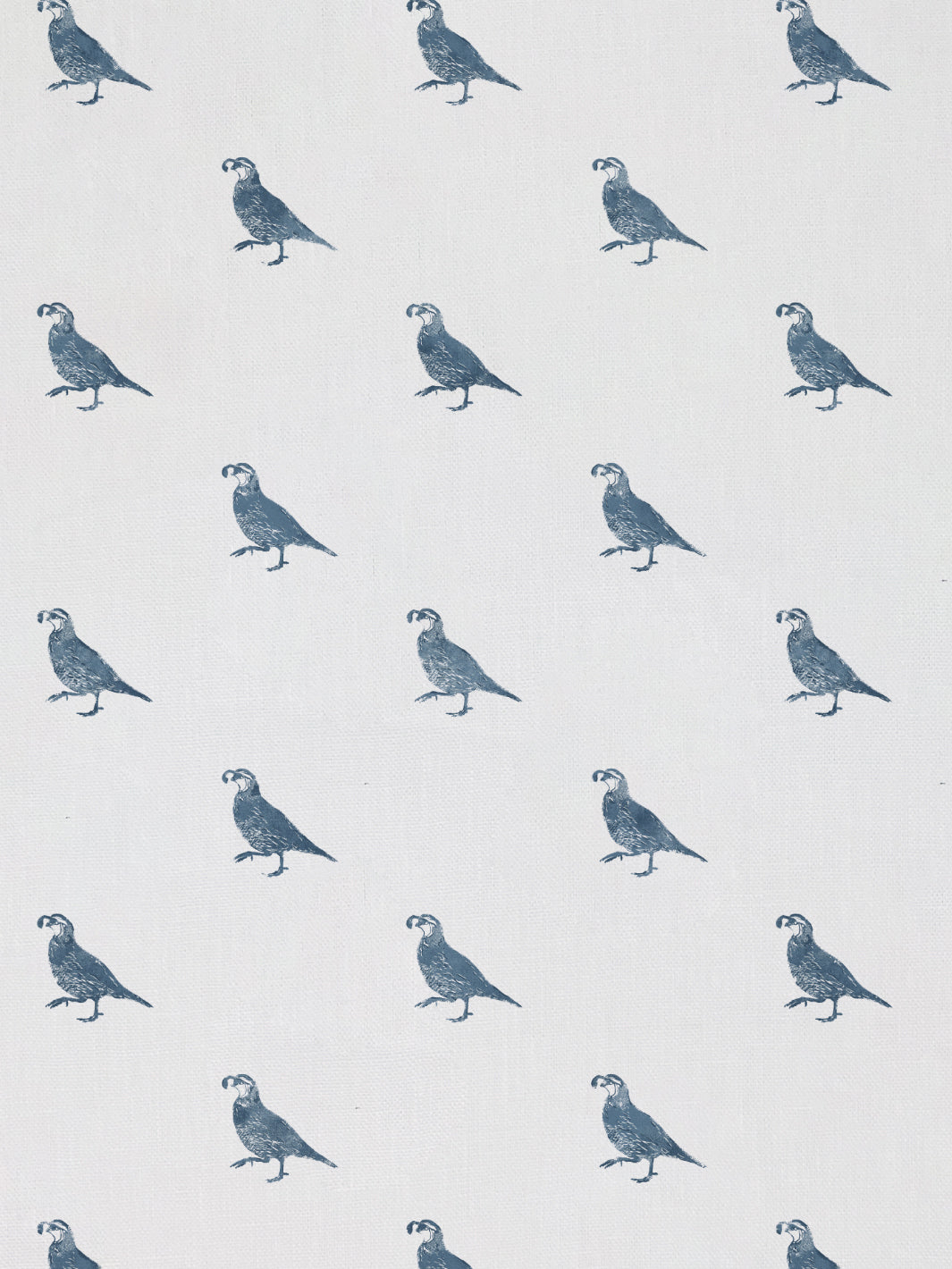California Quail | NT - Darker Blue
