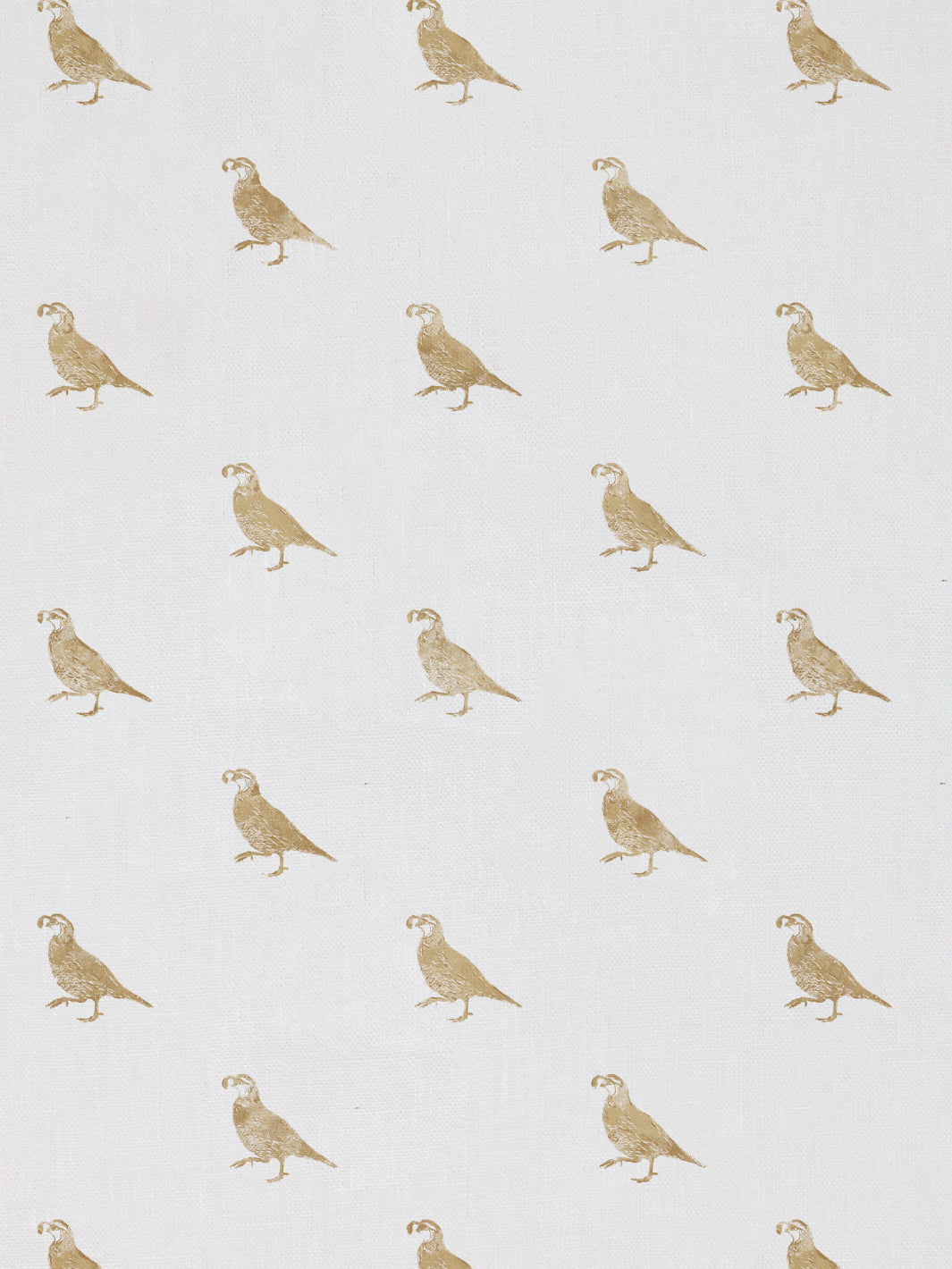 California Quail | NT - Gold