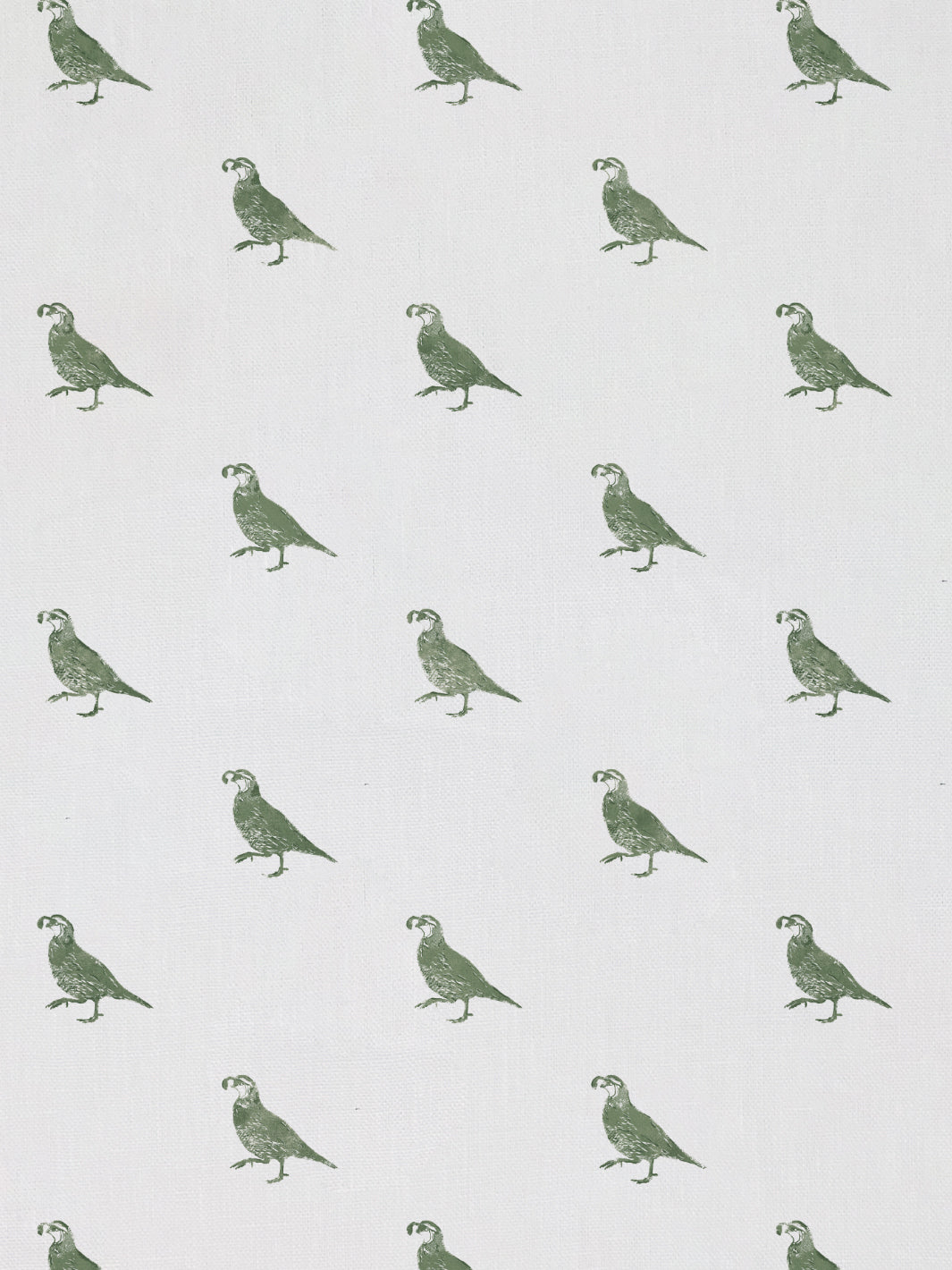 California Quail | NT - Green