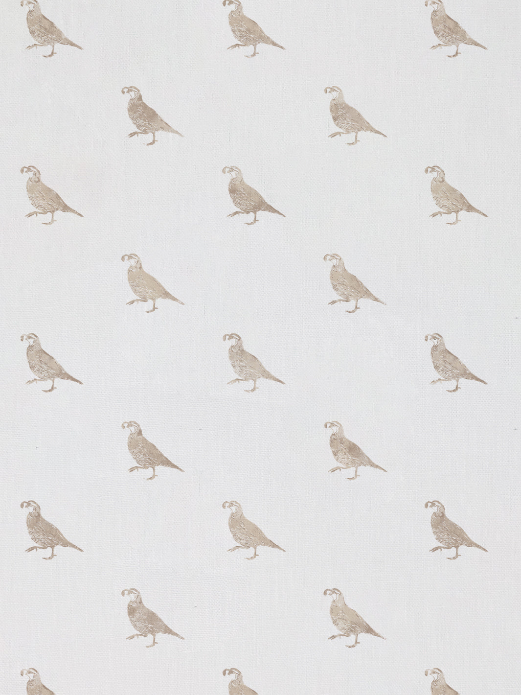 California Quail | NT - Neutral