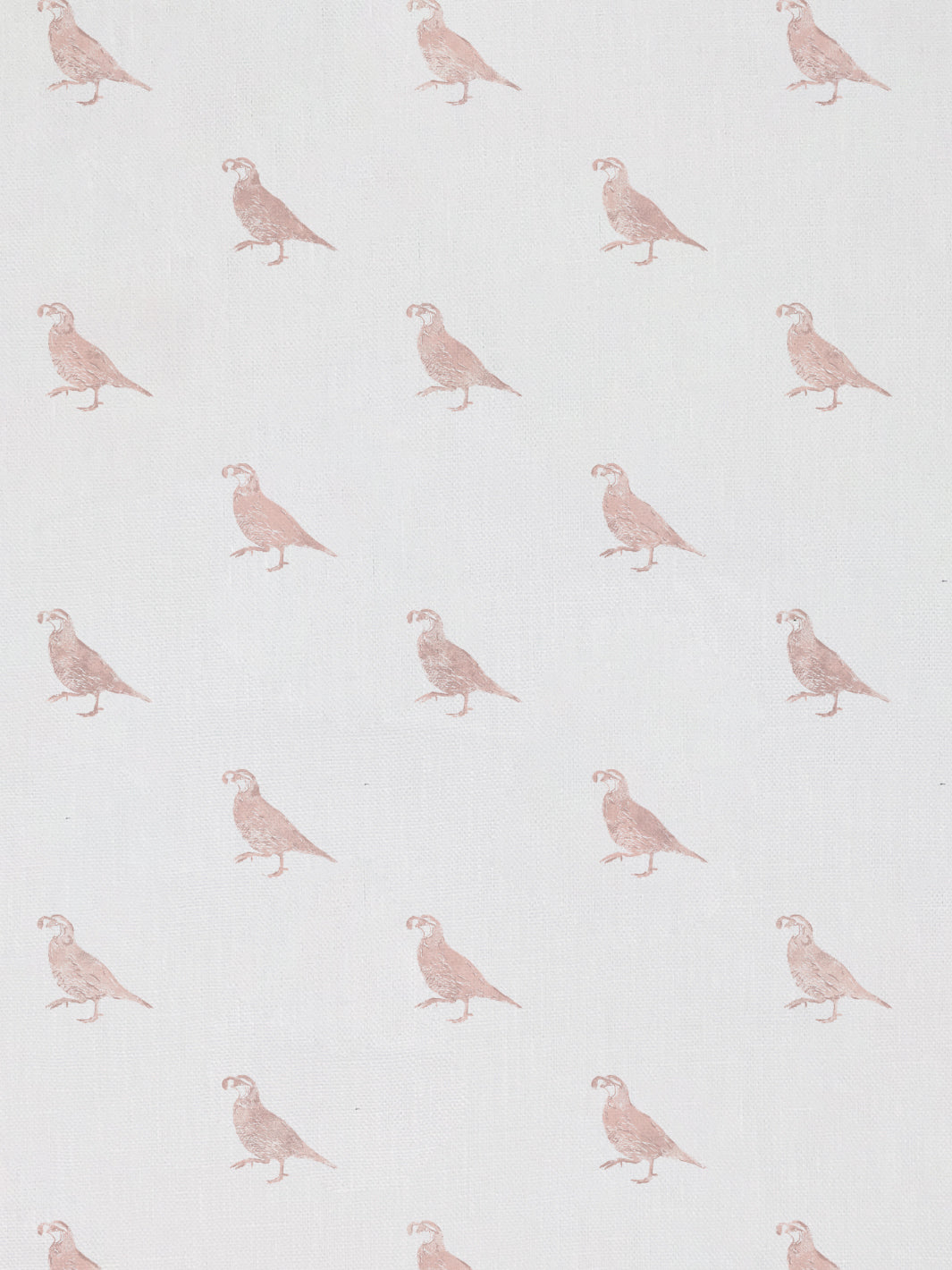 California Quail | NT - Pink