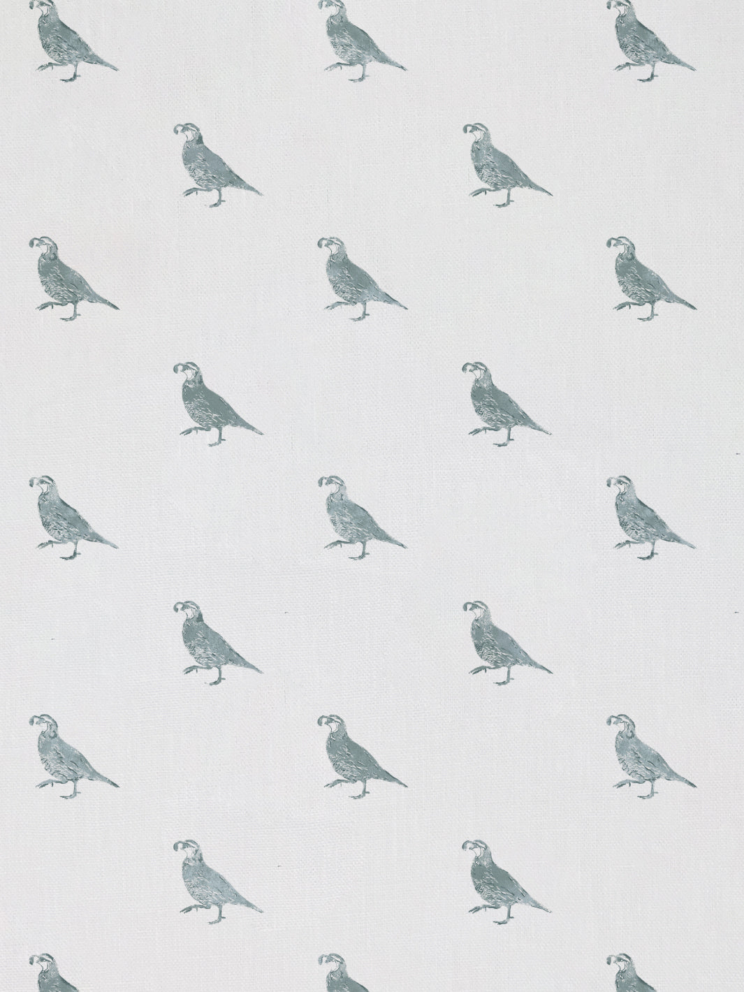 California Quail | NT - Sage