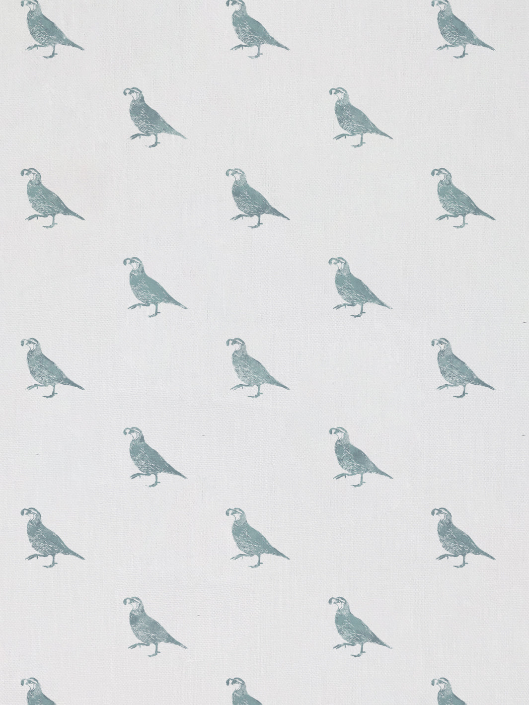 California Quail | NT - Seafoam
