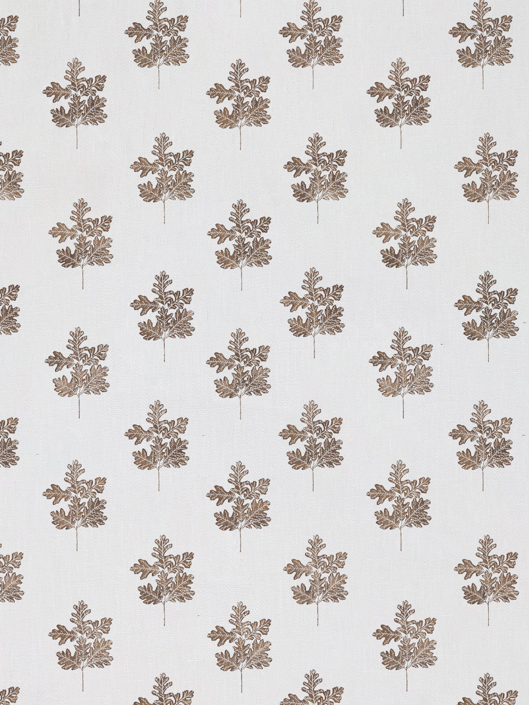 Valley Oak Leaf | NT - Brown