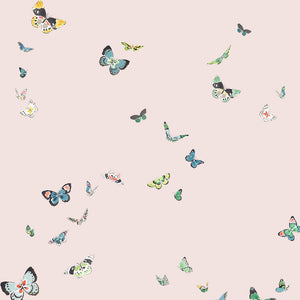 Butterflies WP| CMG